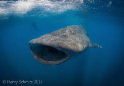 Baby in Blue. Came across this rather small whale shark w... by Henry Schmitz 